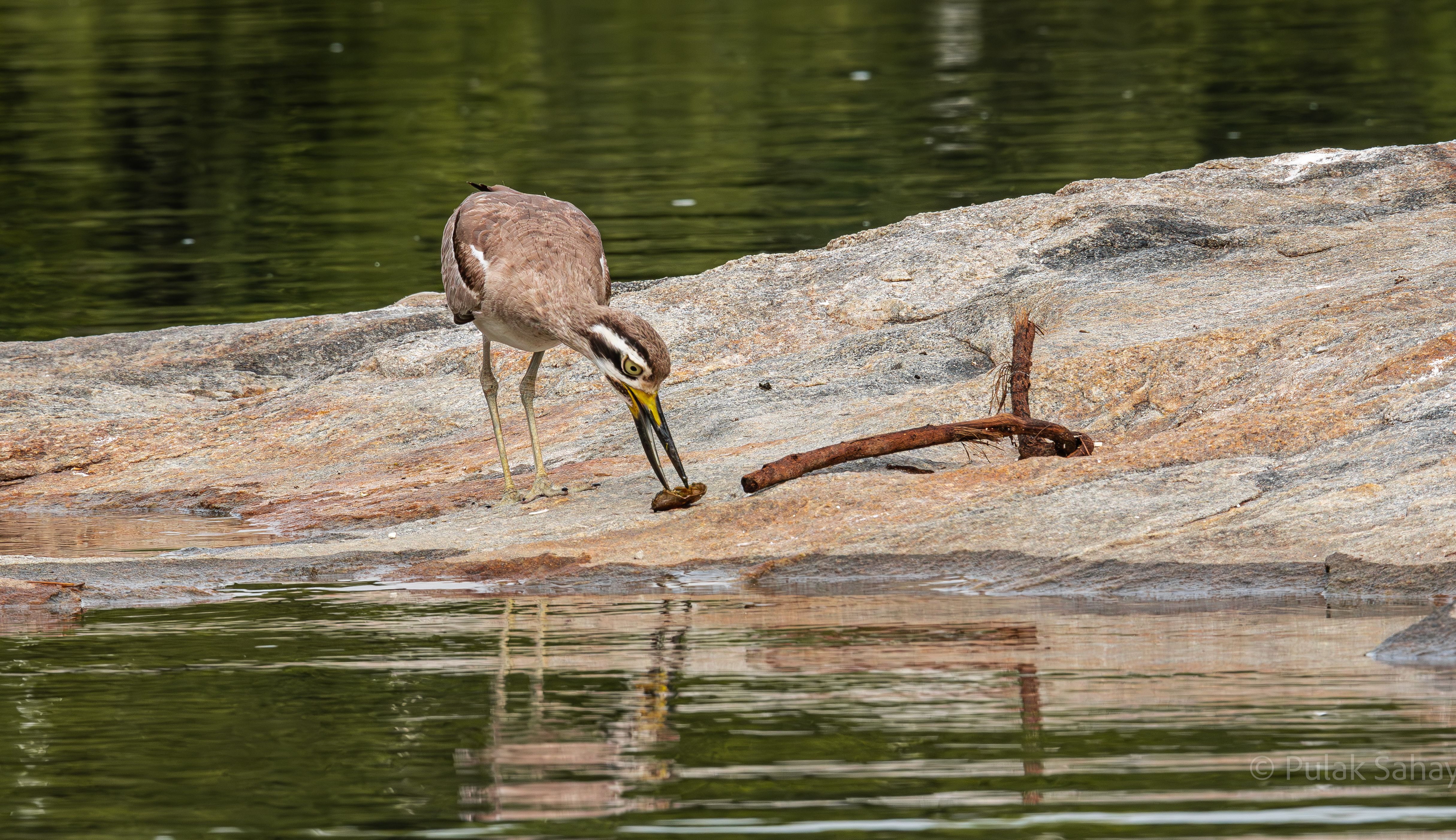 Thick knee with reflection